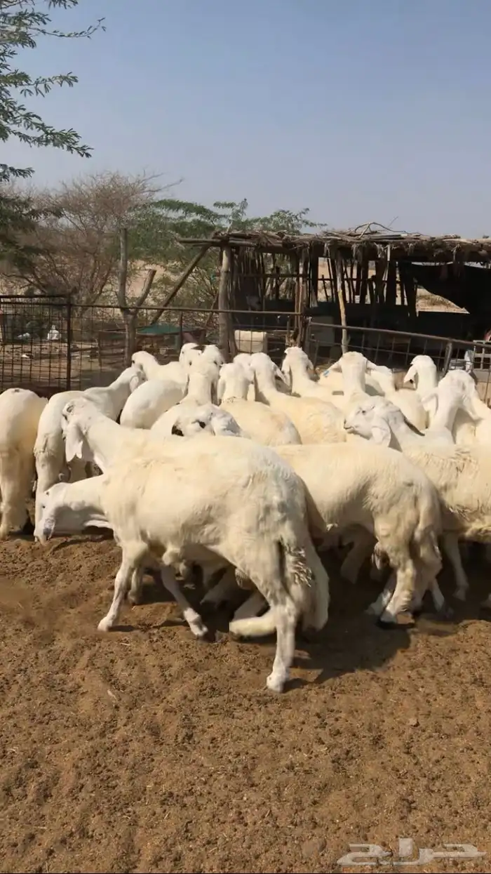 طليان سواكن العدد 20 1