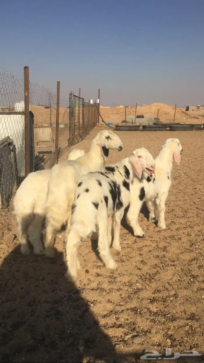 طليان نجد وبهم تربيه 4