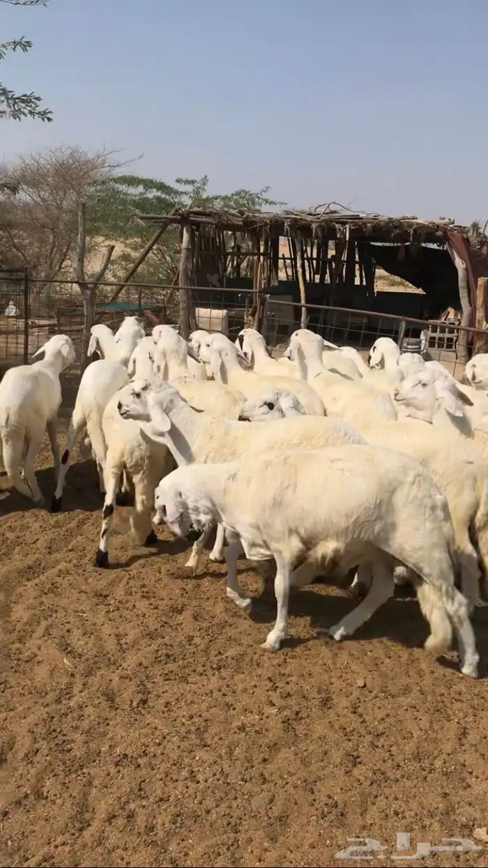 طليان سواكن العدد 20 0