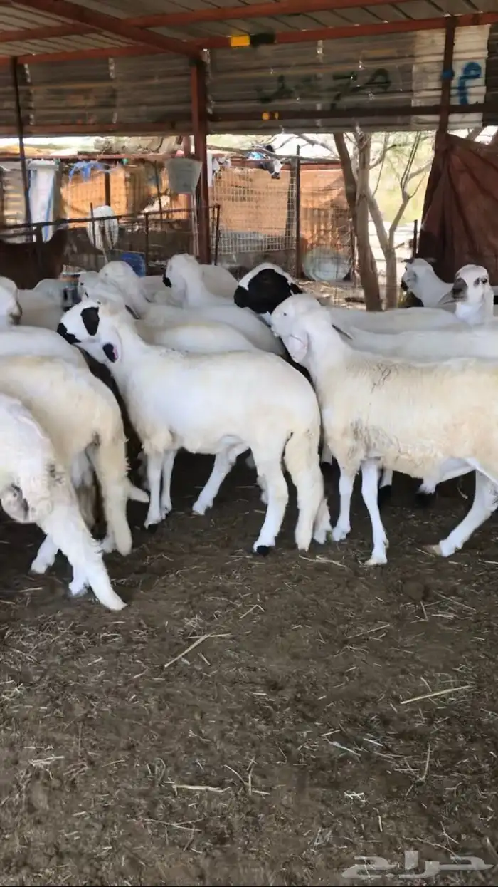 طليان سواكن العدد 20 3