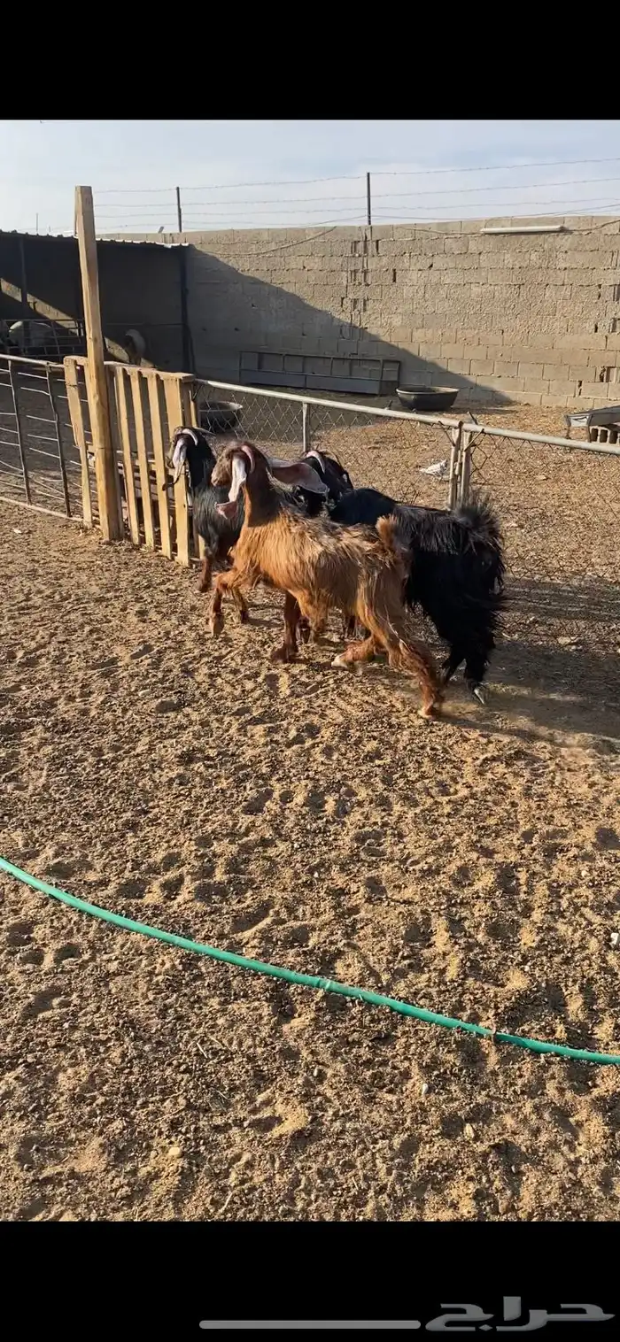 معزا عوارض ثنوات شرط الضريع 3 6