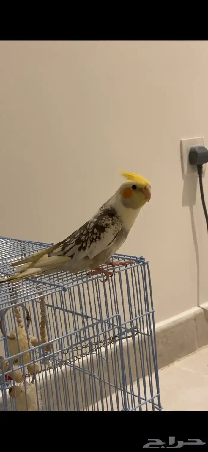 طير كروان مفقود 0