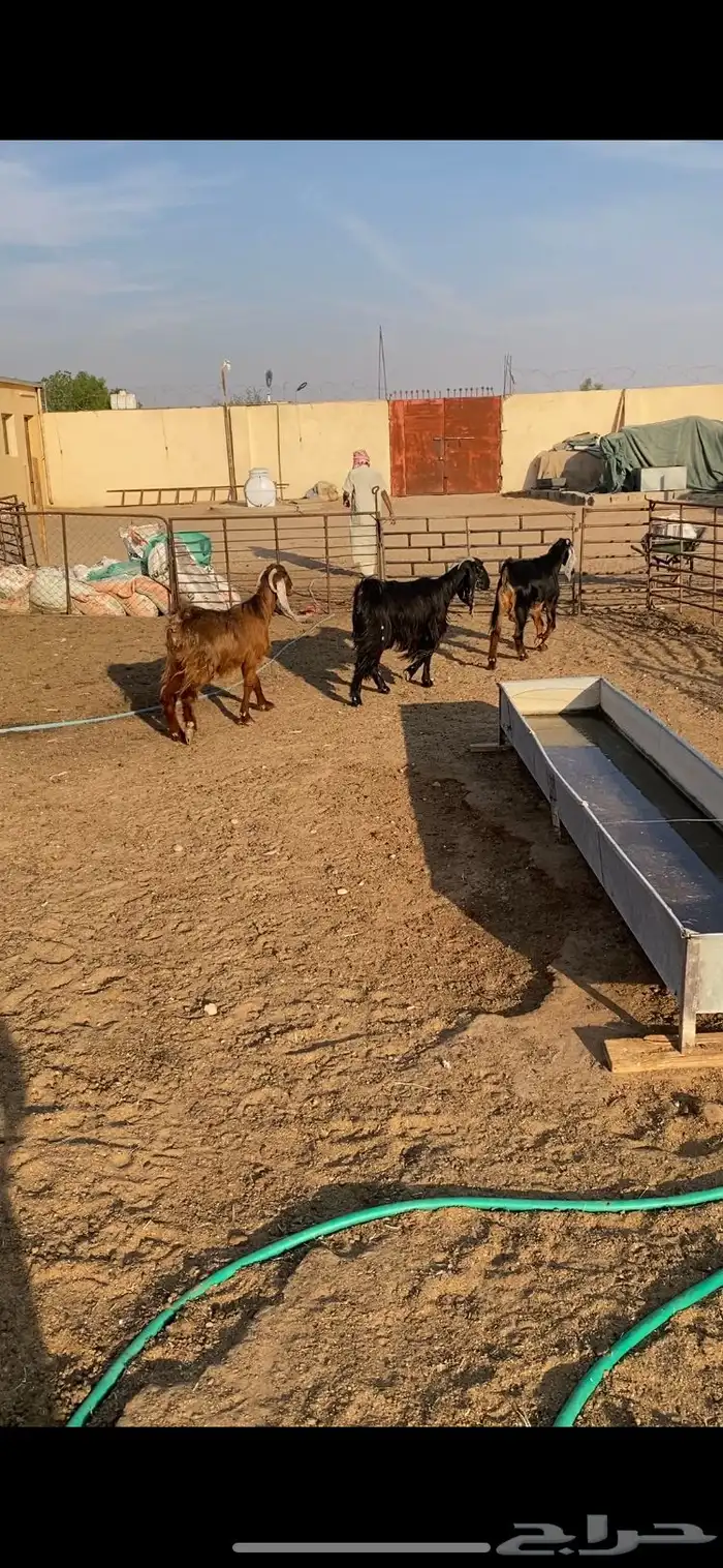 معزا عوارض ثنوات شرط الضريع 3 2