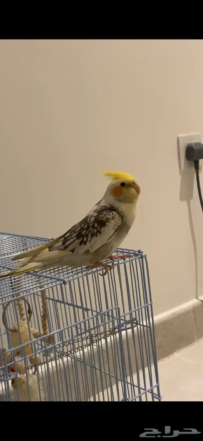 طير كروان مفقود 1