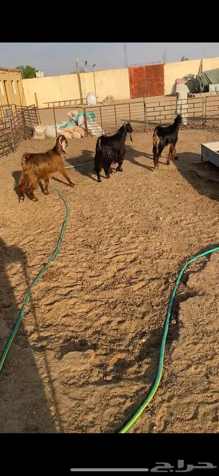 معزا عوارض ثنوات شرط الضريع 3 1