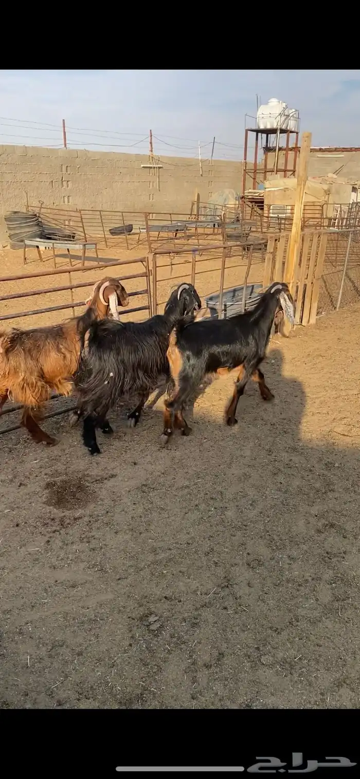 معزا عوارض ثنوات شرط الضريع 3 5