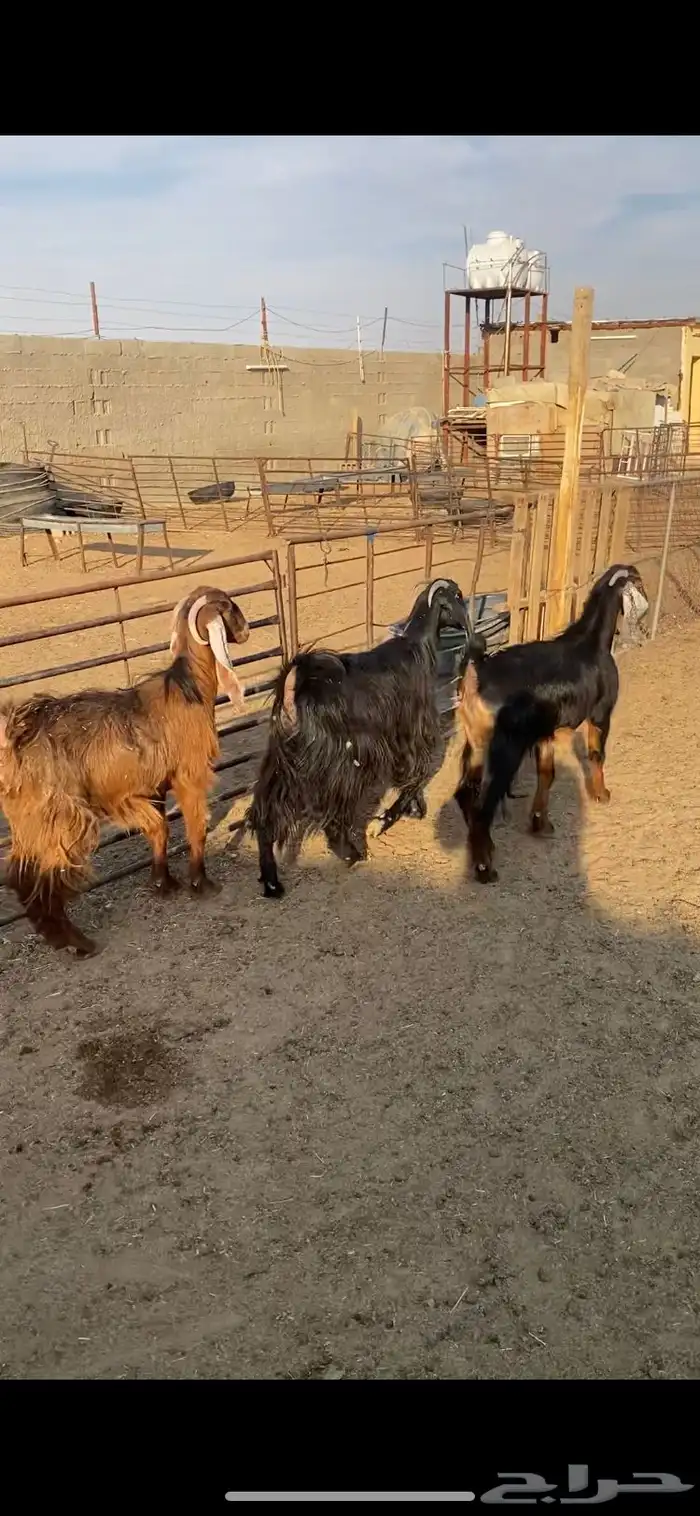 معزا عوارض ثنوات شرط الضريع 3 0