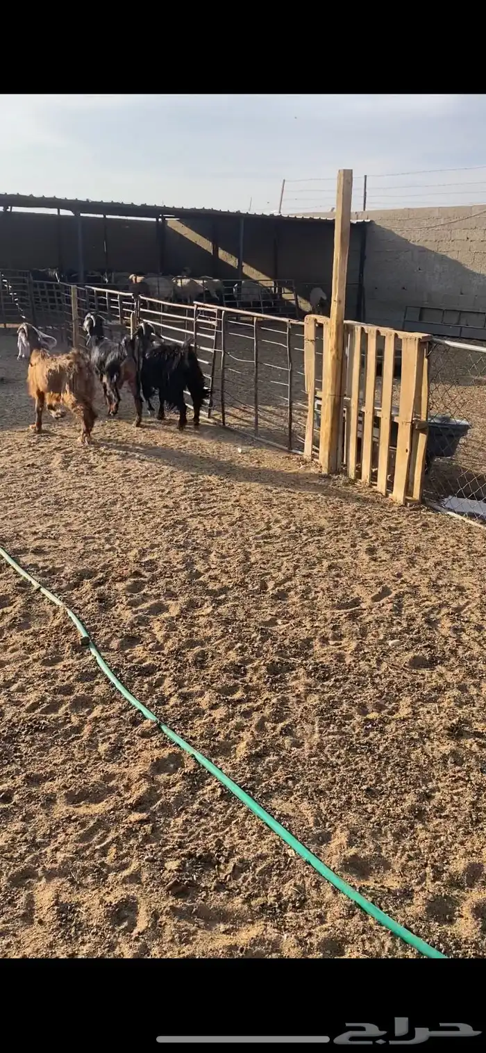 معزا عوارض ثنوات شرط الضريع 3 3