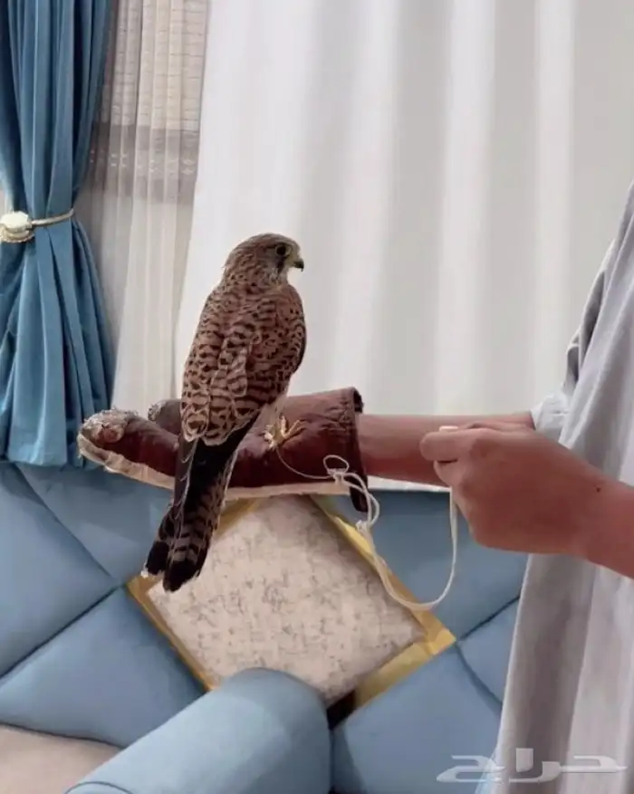 صقر الشبوط او الشايق 0