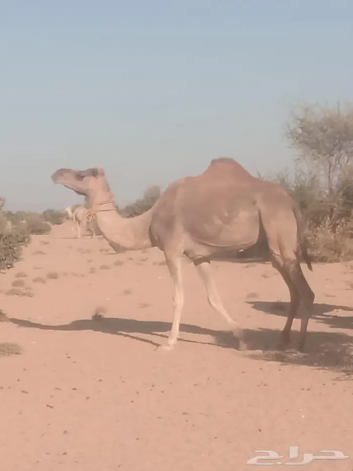 رحول للبيع 0