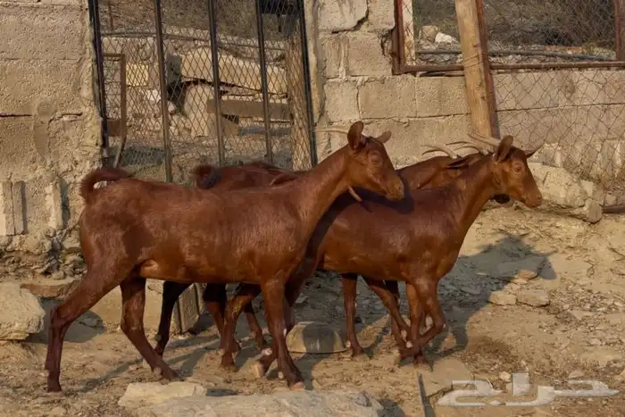 معزا دهم صنف ماشاء الله تم البيييع 7