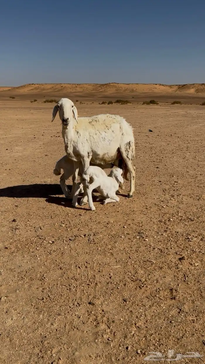 للبيع خلفه حريه 1