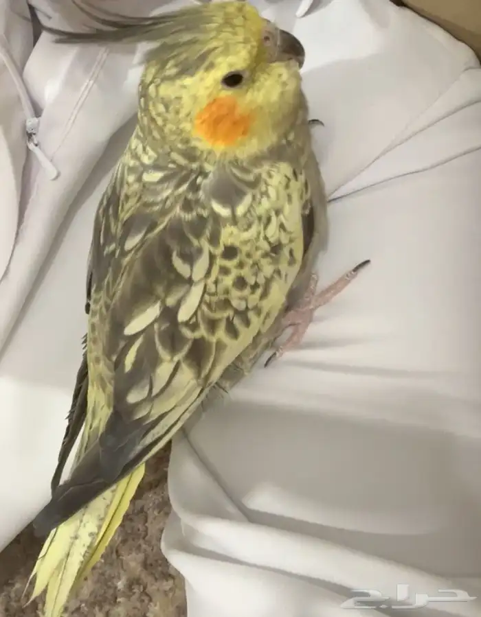 كروان ضايع 0