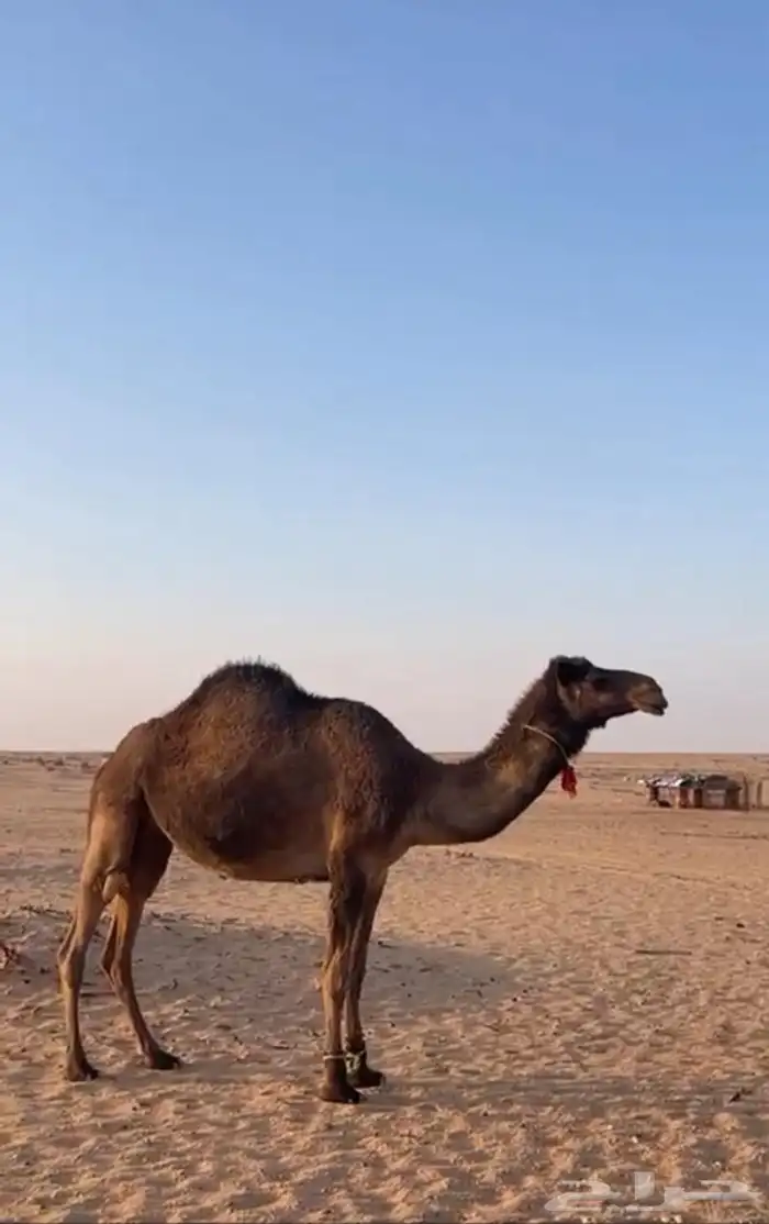 بكره صفرا طيبه هديه فالحلب وطيبه بالحيل 0