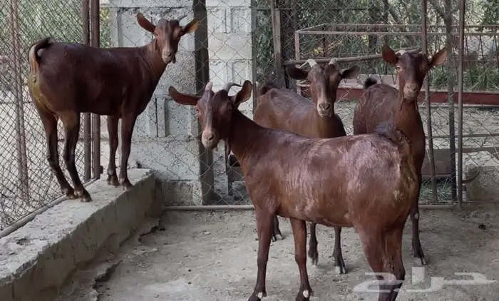 معزا دهم صنف ماشاء الله تم البيييع 14