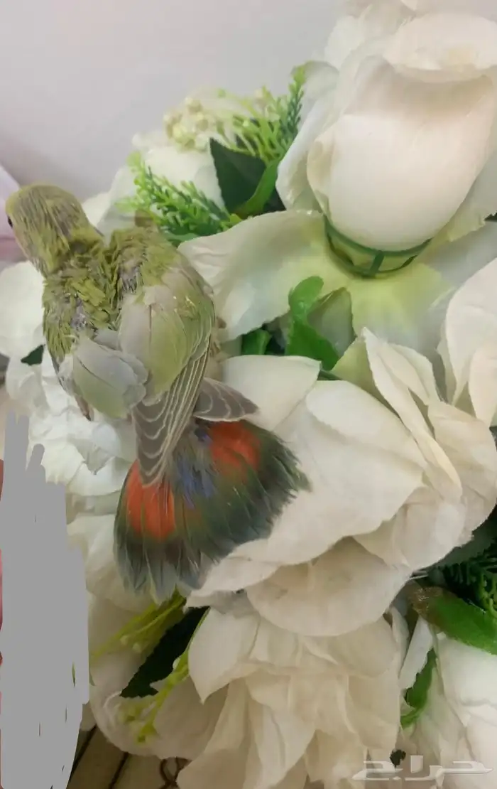 فرخ روز غر سوبر سوبر جامبو زيتوني 1