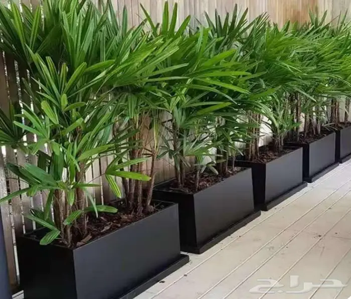 احواض زرع جملة ومراكن كبيرة للأشجار الرياض 8