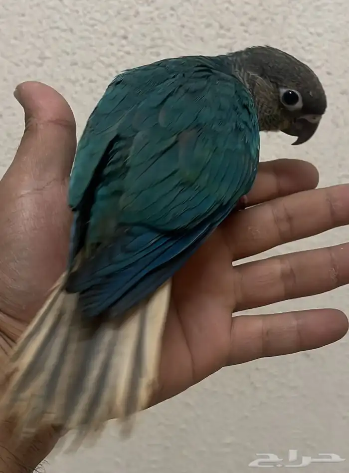 كنيور تركواز لهواة الهدد والولافه 0