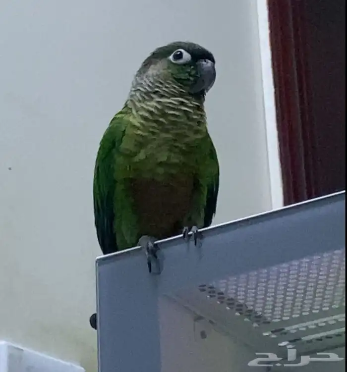 كنيور قرين شيك لعوب و نشبه 0