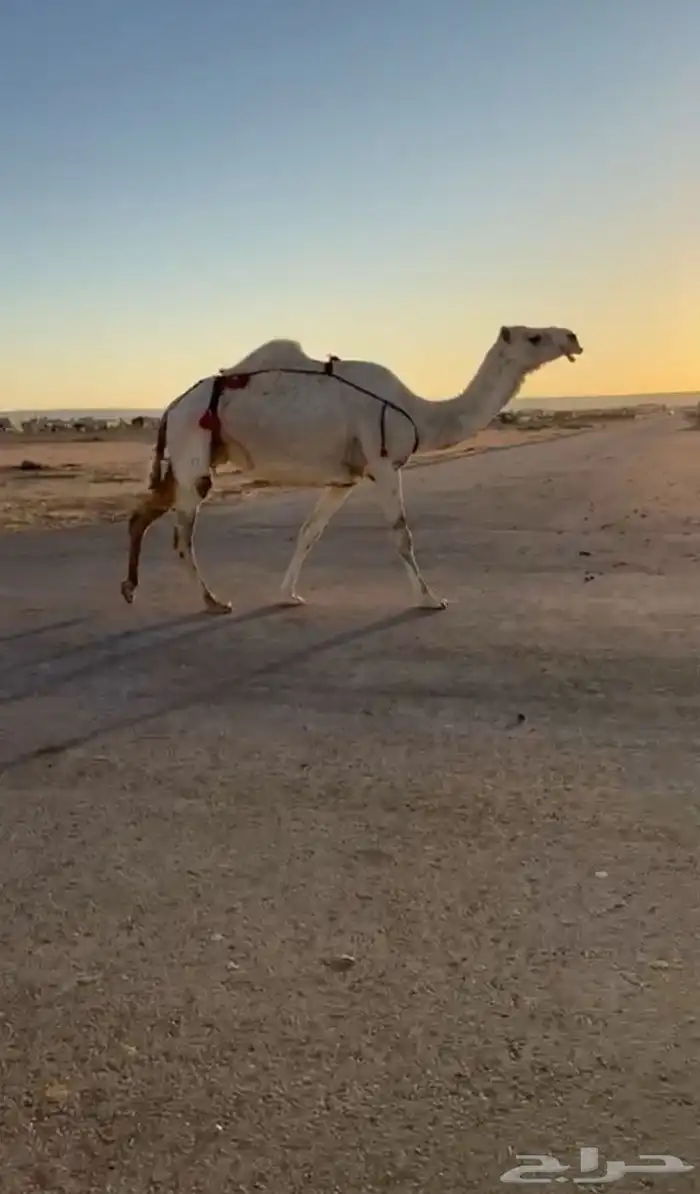 ملاقي وخلفه قريب من 5 أيام او اقل بسعر مناسب تصلح للقناي 1