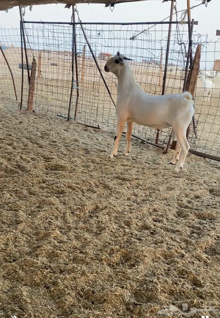 مشروع فحل فاخر 0