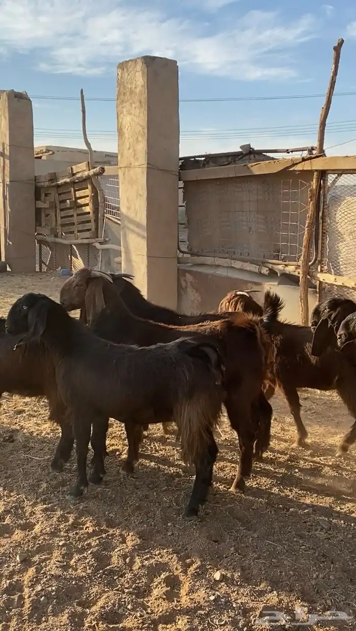 جفار قبرصيات صنف 5