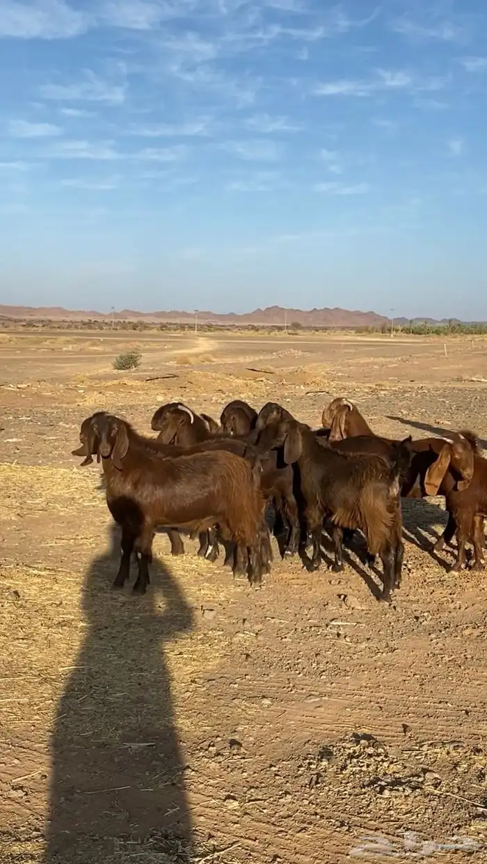 جفار قبرصيات صنف 2