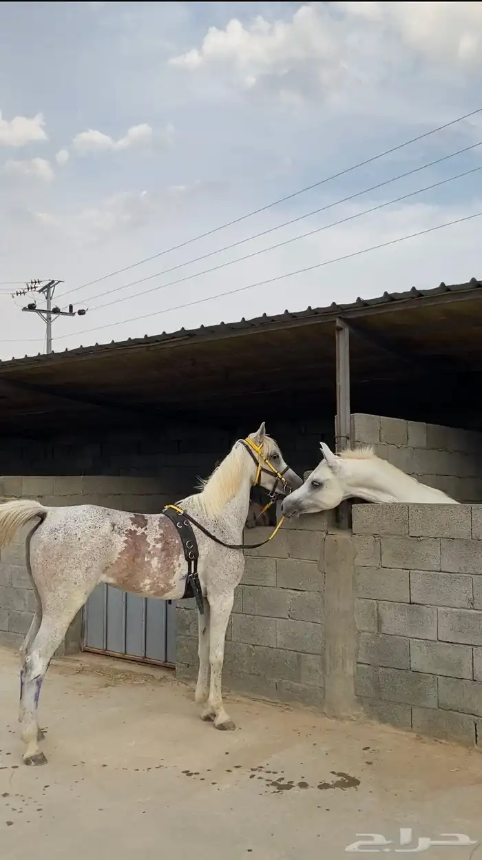 فرس شعبيه 5 سنوات 3