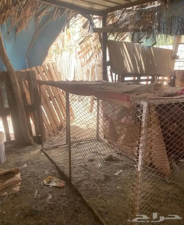 شبك جديد للبيع 1