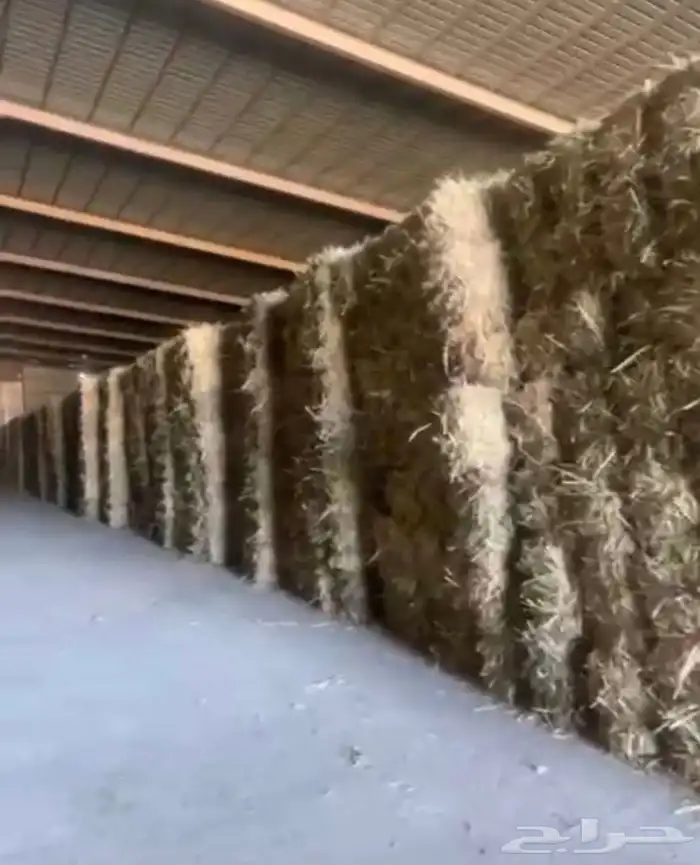 علف ذره للبيع 1