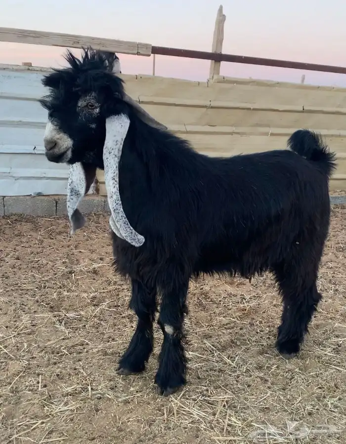 جذع خصم ( تم البيع ) 0