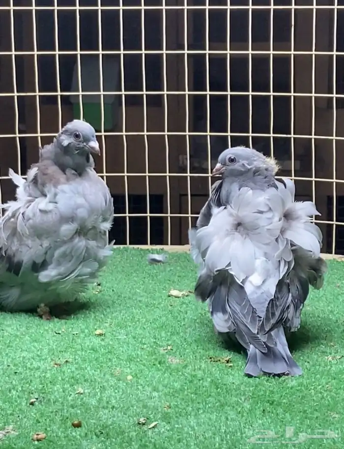 زوج كشكي بفروخه 3