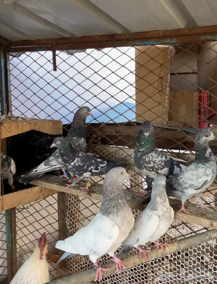 حمام باكستاني 11