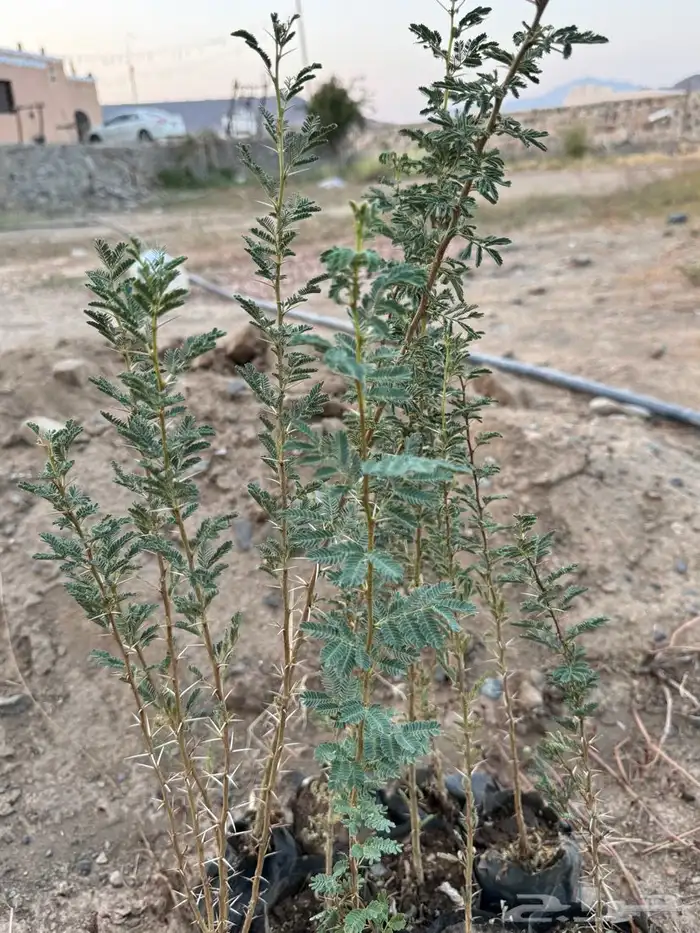 شتلات طلح نجدي اصلي 1