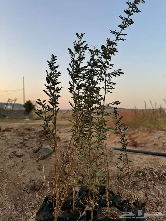 شتلات طلح نجدي اصلي 2