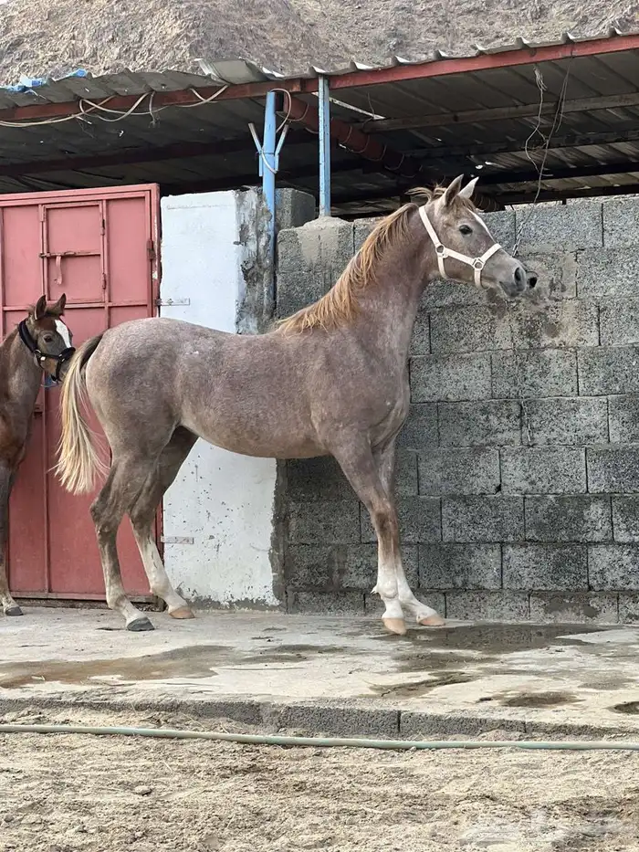 مهره شغبيه 1