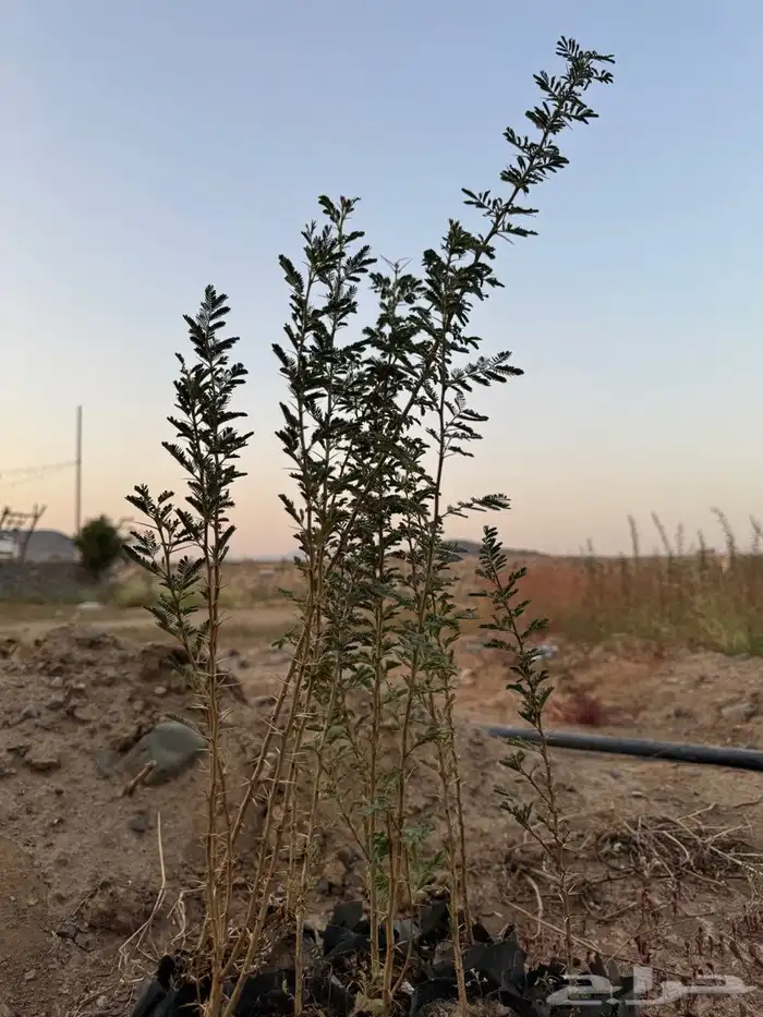 شتلات طلح نجدي اصلي 0