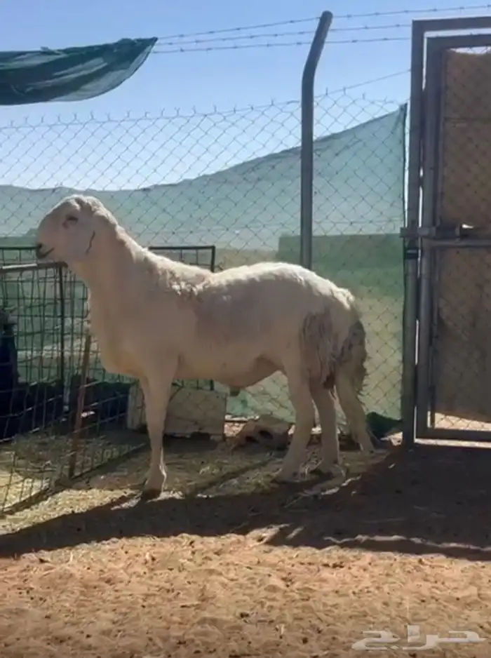 فحل حري صنف جرم طيب 1