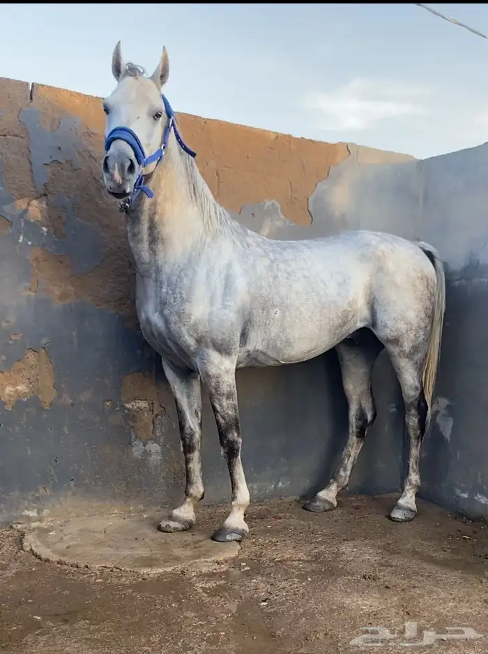 حصان جزيري شيخ 0
