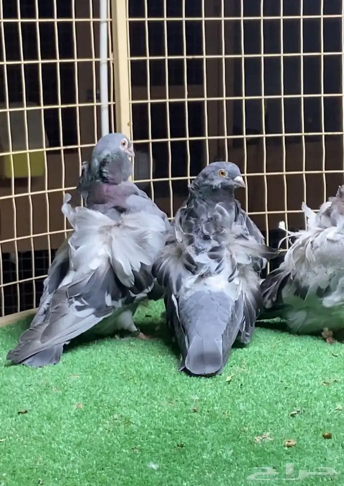 زوج كشكي بفروخه 0