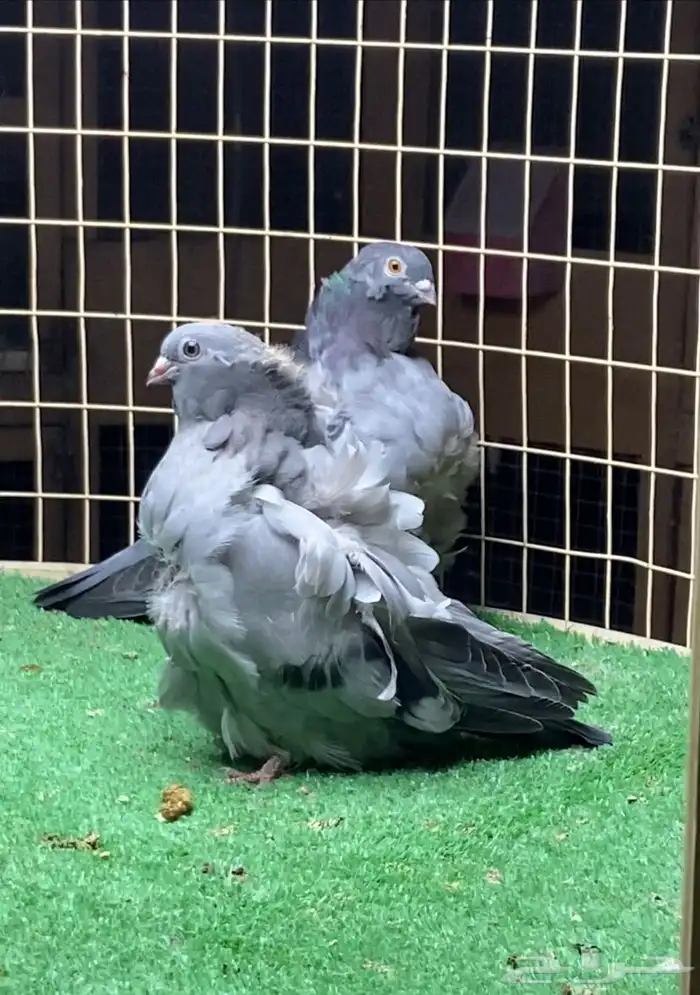 زوج كشكي بفروخه 5