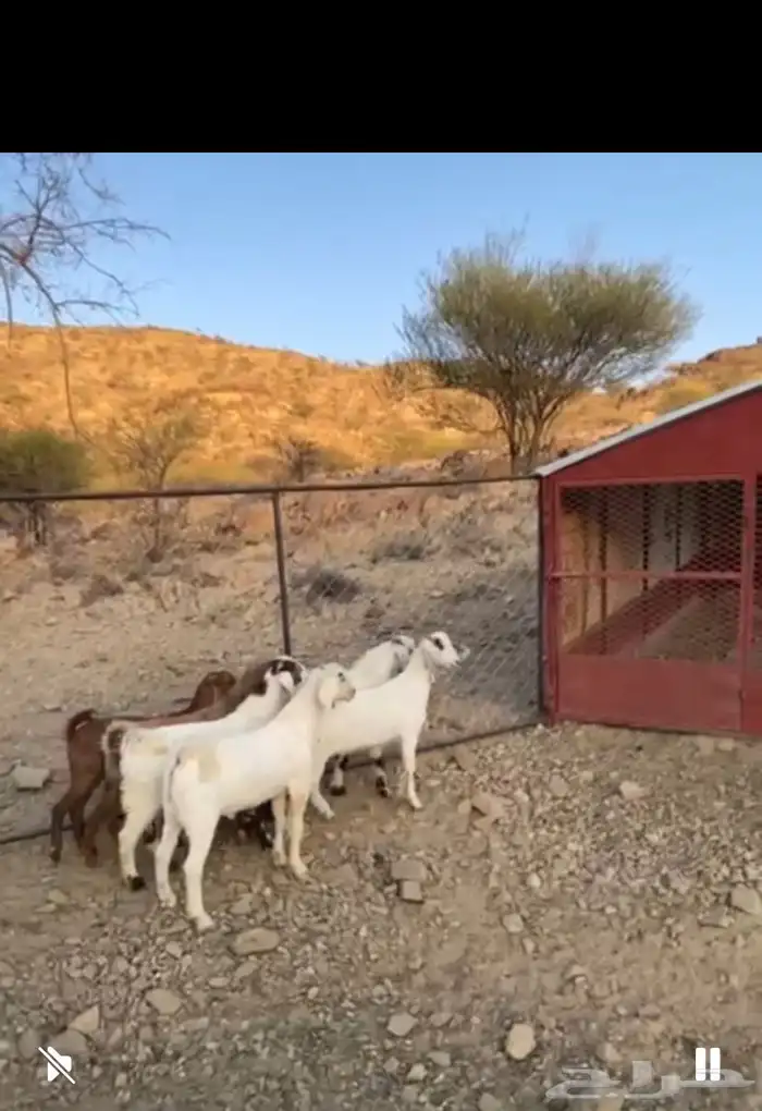 4 تيوس وعناقين حلال بر ونظيف شرط وفل شحم 0