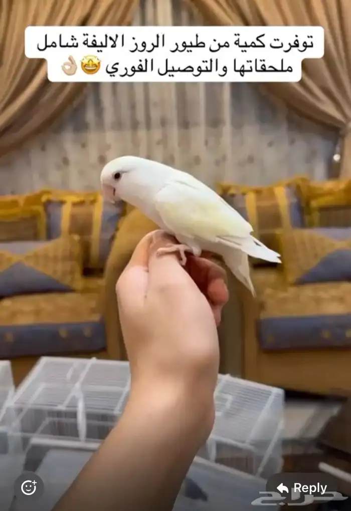 للبيع طير روز ذكر  مجهول عمره  سبب البيع بسافر  عالسوم 0