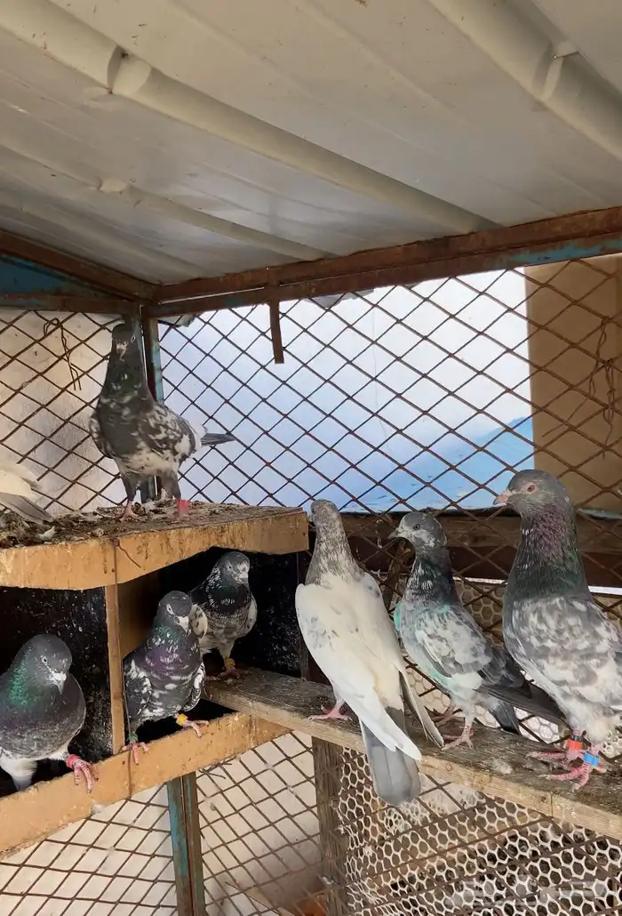 حمام باكستاني 10