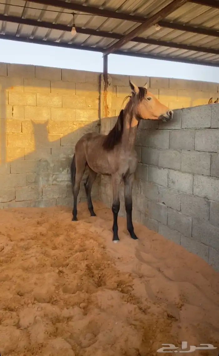 مهره واهو للبيع 0