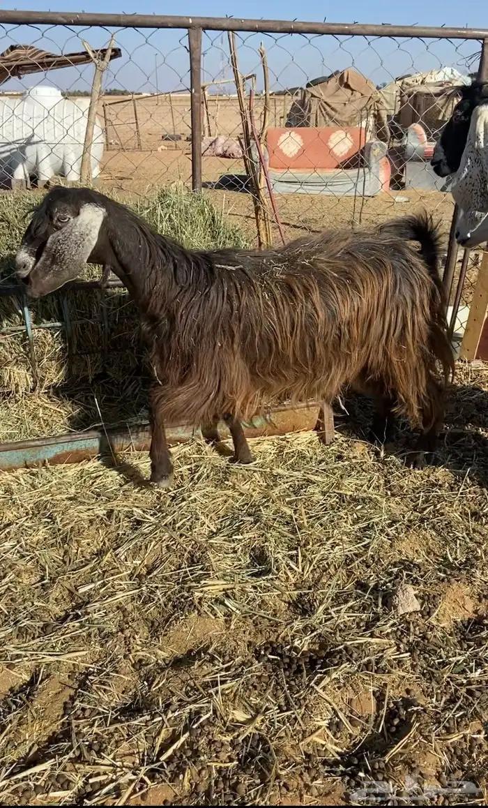 عنز مضرع له شهرين سونار. 0