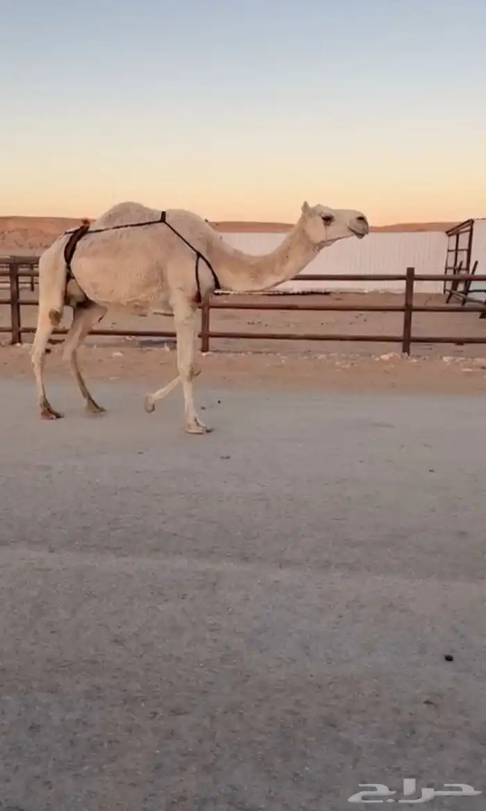 ملاقي وخلفه قريب من 5 أيام او اقل بسعر مناسب تصلح للقناي 3