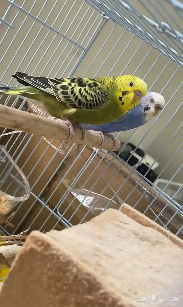 فندقة طيور باسعار مناسبة 1