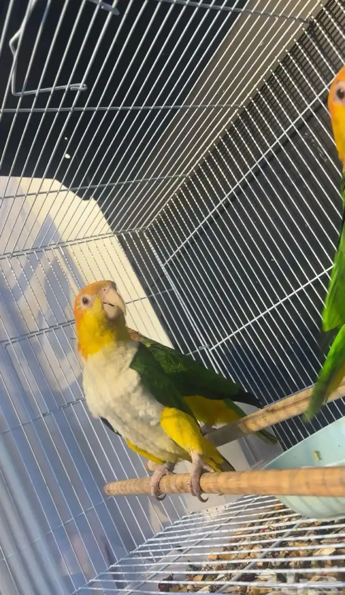 فندقة طيور باسعار مناسبة 0