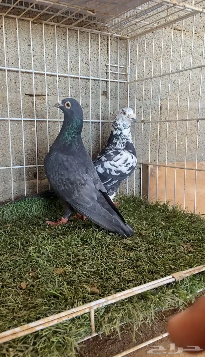 حمام زاجل ثلاث اجواز 2